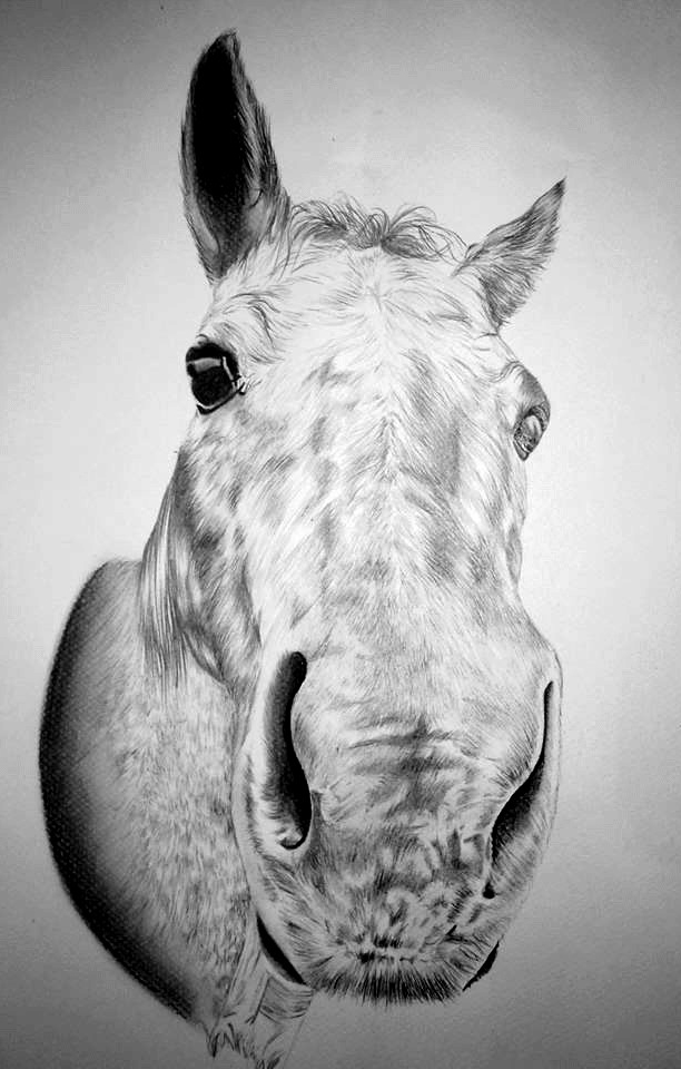 Chevaux — vue 1