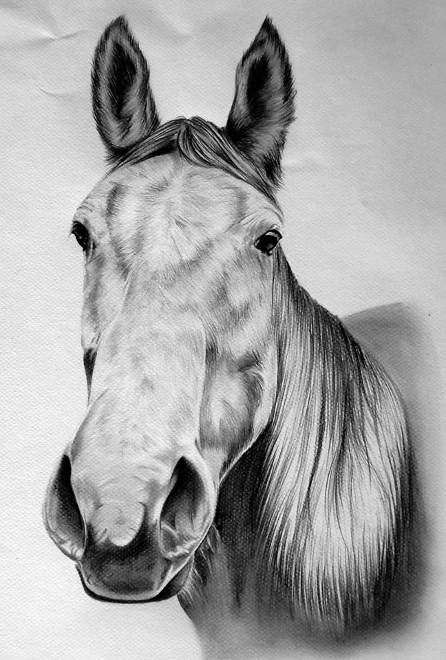 Chevaux — vue 2