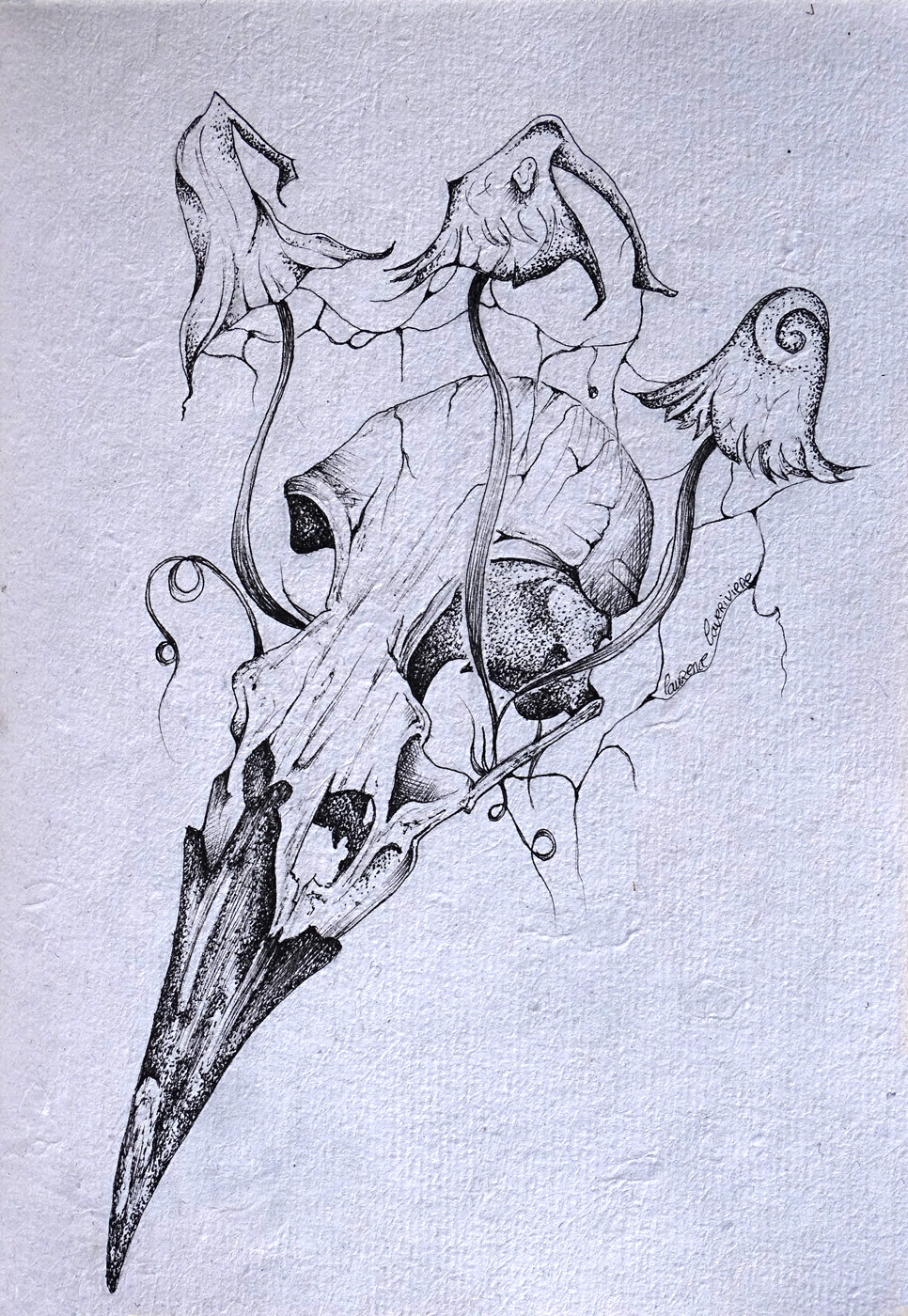 Crâne