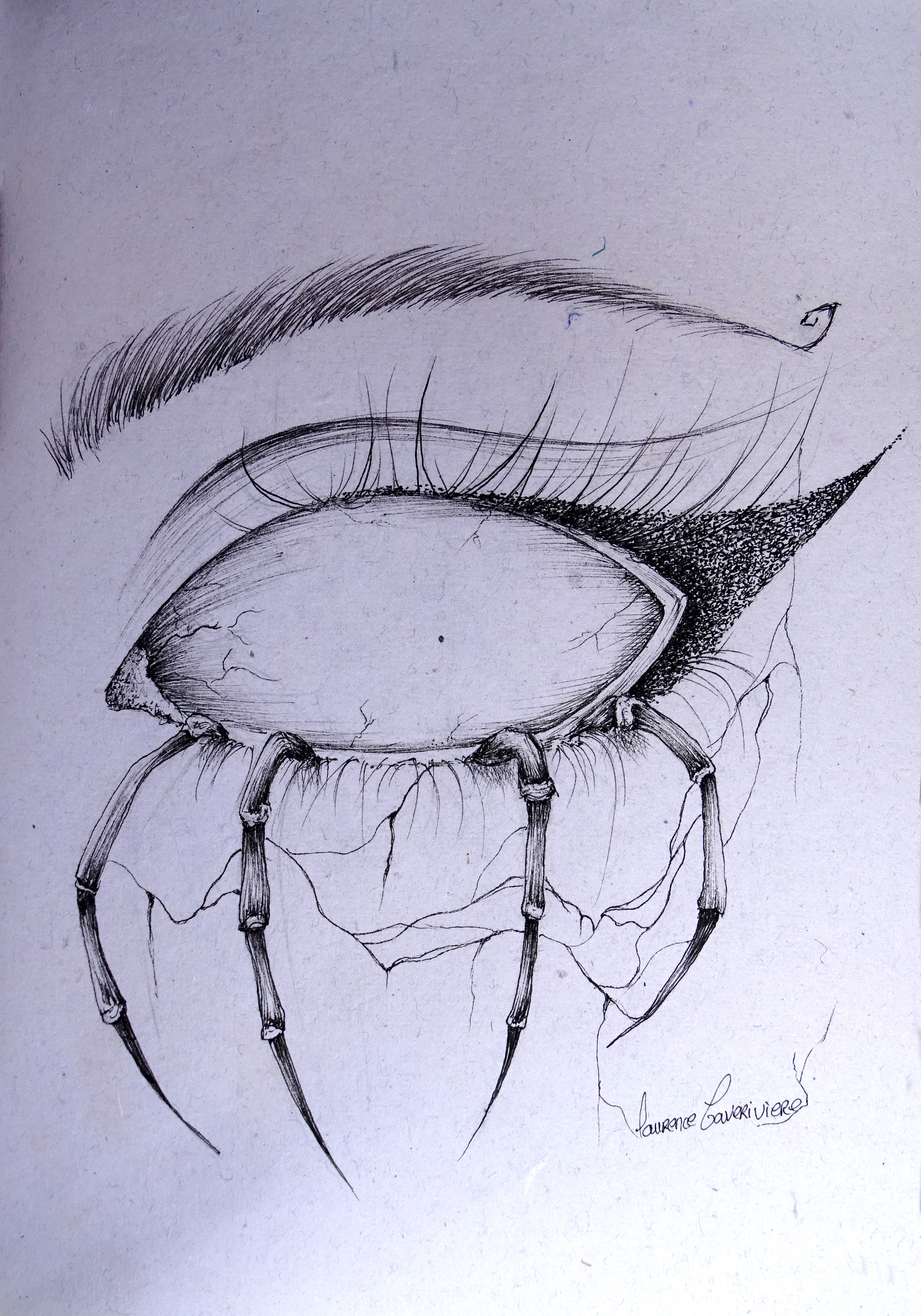 Oeil