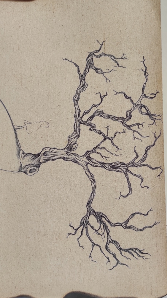 Nautile coeur — vue 3